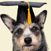 Doc, Ivy League Canine Academy graduate