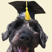 Jett, Ivy League Canine Academy graduate